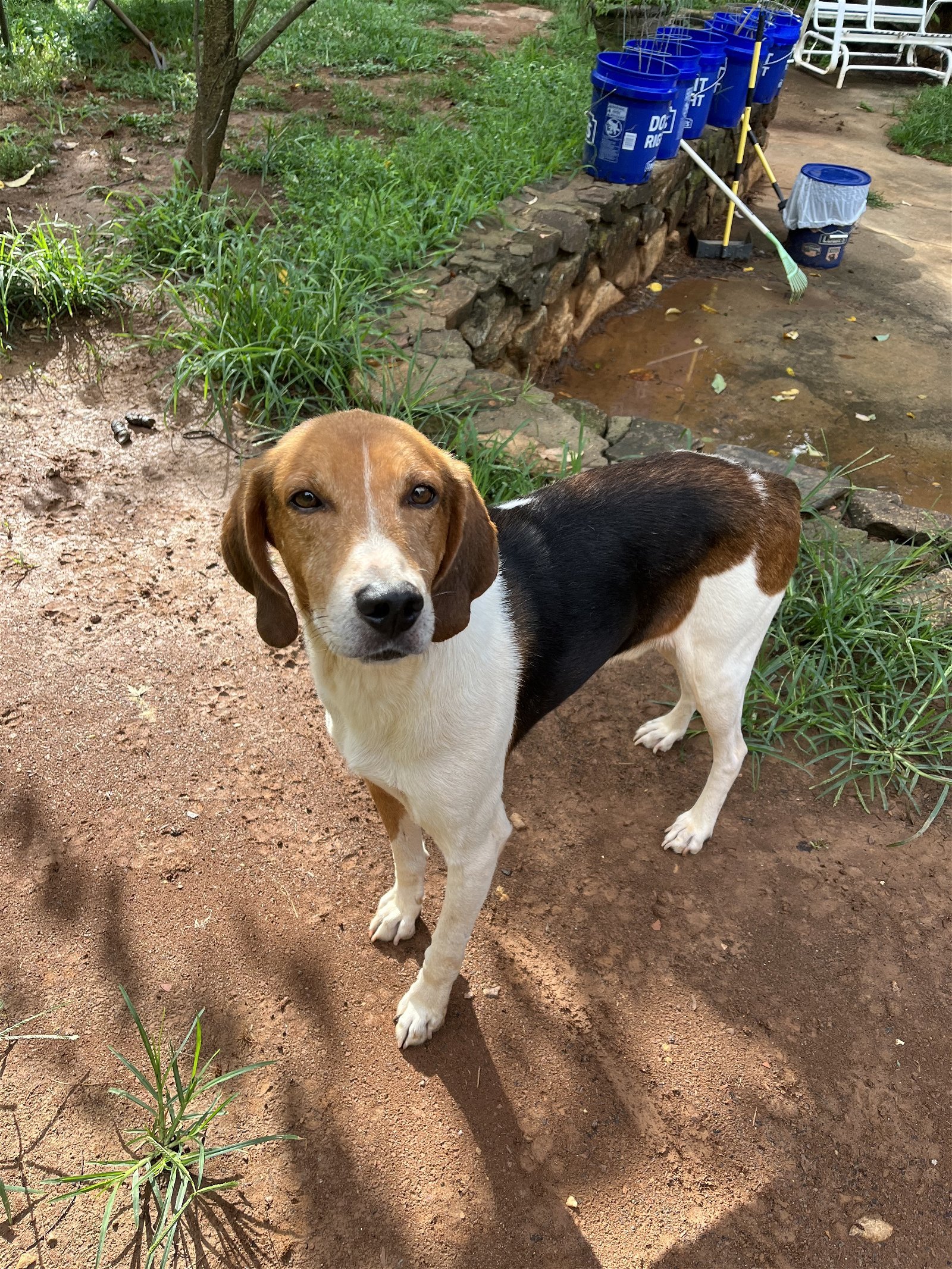 Mr Houndy, an adoptable Foxhound in Forest, VA, 24551 | Photo Image 1