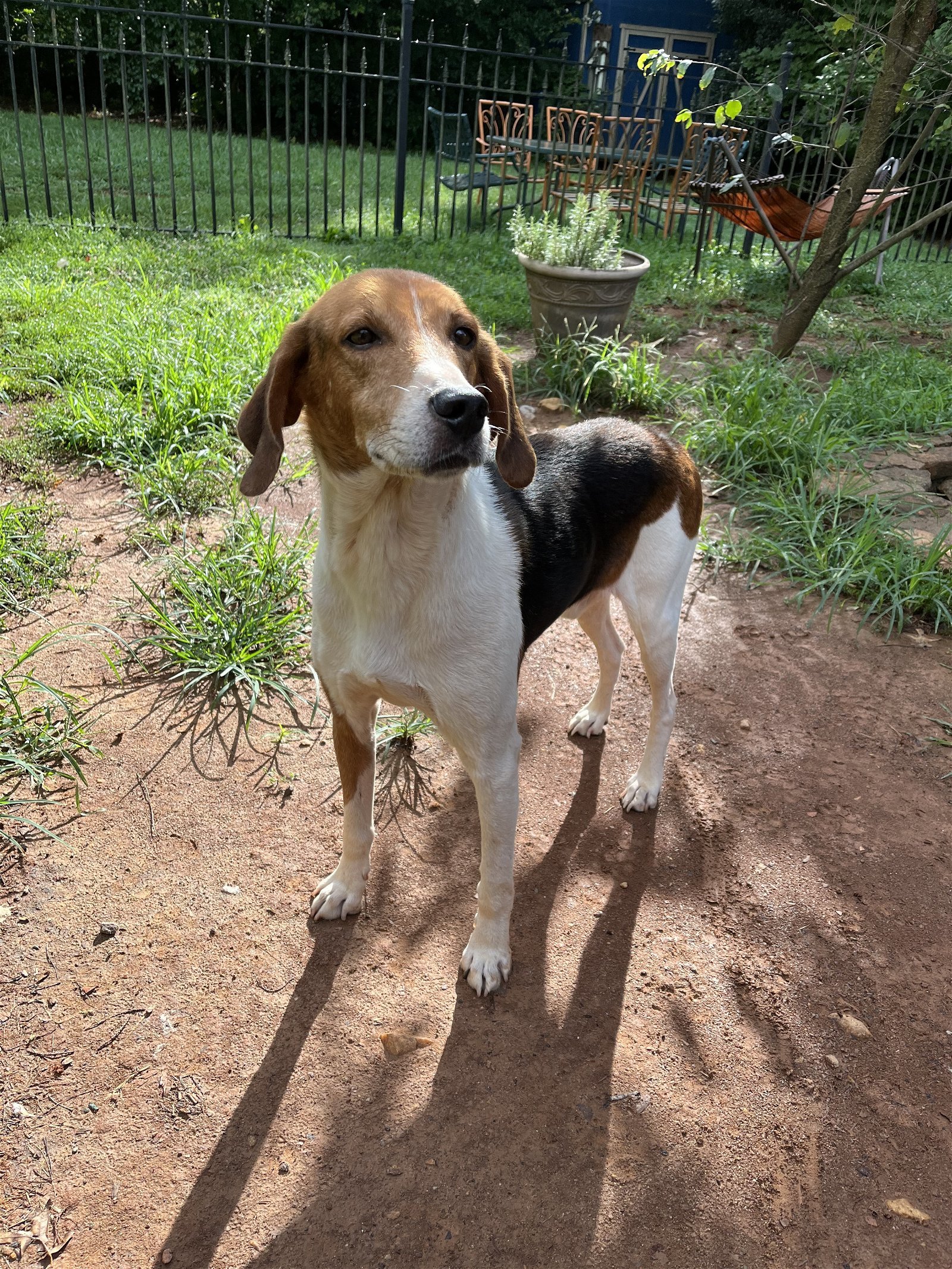 Mr Houndy, an adoptable Foxhound in Forest, VA, 24551 | Photo Image 2