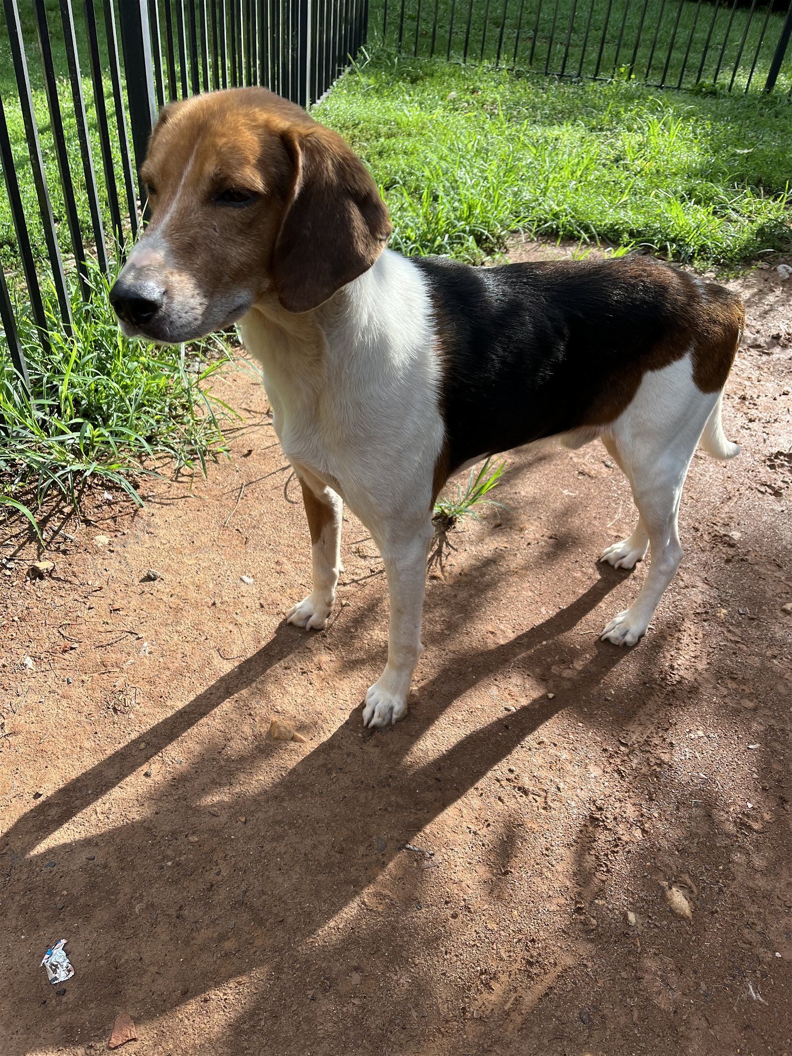 Mr Houndy, an adoptable Foxhound in Forest, VA, 24551 | Photo Image 3