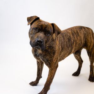 Primary Color Brindle Weight 61lbs Age 2yrs 0mths 3wks Animal has been Neuter