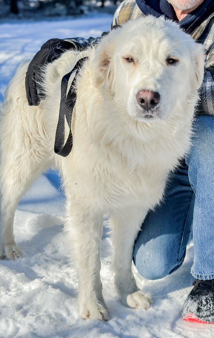 Ryder, an adoptable Great Pyrenees in Neshkoro, WI_image-2