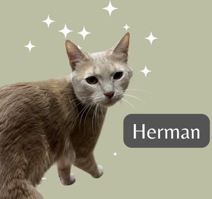 Herman 1