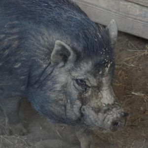 Stubbles, Adult Male unknown