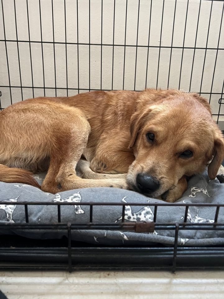 Dog for adoption - Greg, a Golden Retriever Mix in Jersey City, NJ |  Petfinder
