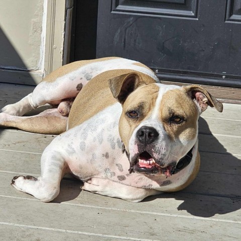 Sullivan, an adoptable Pit Bull Terrier in Olathe, KS, 66061 | Photo Image 1