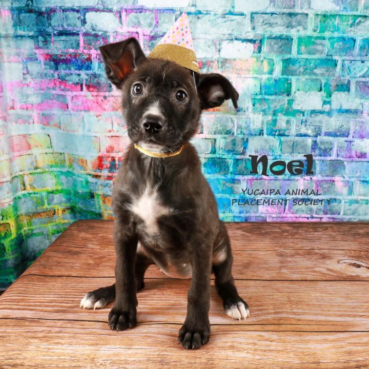 Dog for adoption Noel, a German Shepherd Dog Mix in Yucaipa, CA