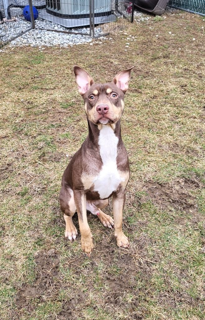 Wesley, an adoptable Doberman Pinscher in Lafayette, NJ, 07848 | Photo Image 2