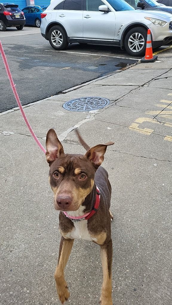 Wesley, an adoptable Doberman Pinscher in Lafayette, NJ, 07848 | Photo Image 4