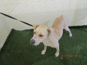 Dog for adoption - WHEAT, an American Bulldog Mix in Winter Haven, FL |  Petfinder