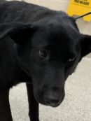 A378383's profile on Petfinder.com