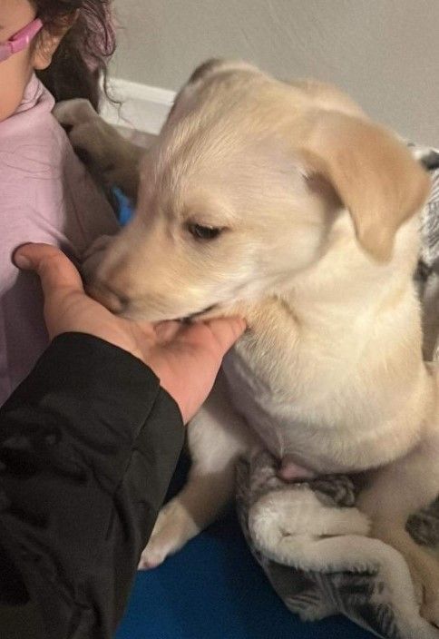 Baby Max, an adoptable Yellow Labrador Retriever in Pasco, WA, 99301 | Photo Image 3