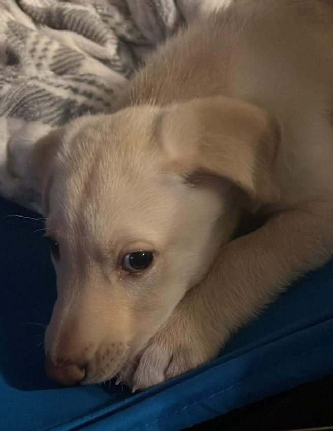 Baby Max, an adoptable Yellow Labrador Retriever in Pasco, WA, 99301 | Photo Image 4