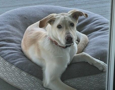 Baby Max, an adoptable Yellow Labrador Retriever in Pasco, WA, 99301 | Photo Image 1