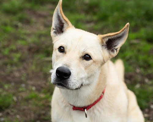 Rue, an adoptable Husky in Port Angeles, WA, 98363 | Photo Image 2