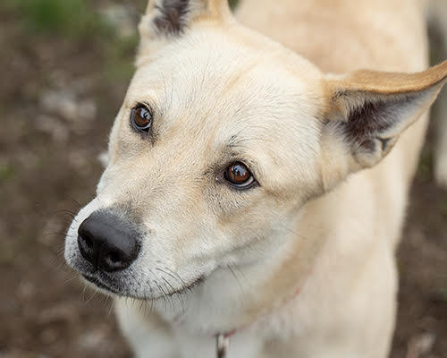 Rue, an adoptable Husky in Port Angeles, WA, 98363 | Photo Image 1