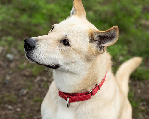 Rue, an adoptable Husky in Port Angeles, WA, 98363 | Photo Image 3