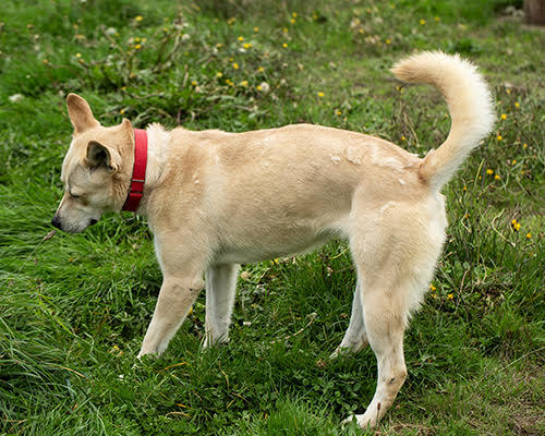 Rue, an adoptable Husky in Port Angeles, WA, 98363 | Photo Image 4