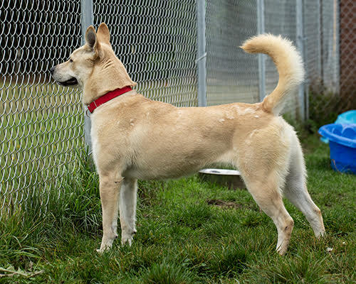 Rue, an adoptable Husky in Port Angeles, WA, 98363 | Photo Image 5