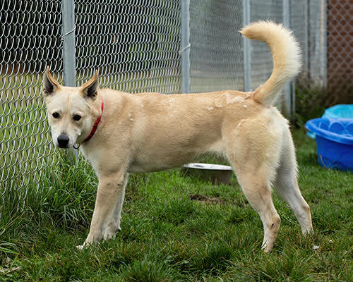 Rue, an adoptable Husky in Port Angeles, WA, 98363 | Photo Image 6