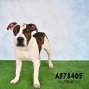 ALEX's profile on Petfinder.com