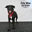 A378384's profile on Petfinder.com