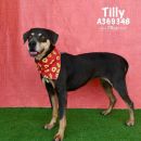 TILLY's profile on Petfinder.com