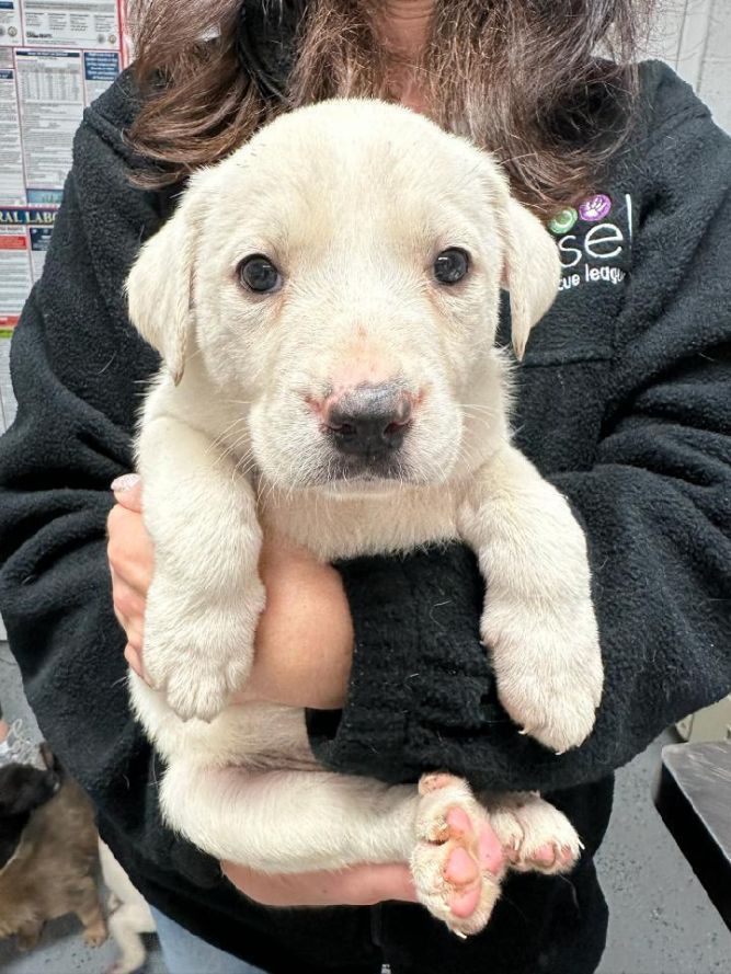 Dog for adoption - Annabelle, a Great Pyrenees & Labrador Retriever Mix in  Ewing, NJ | Petfinder