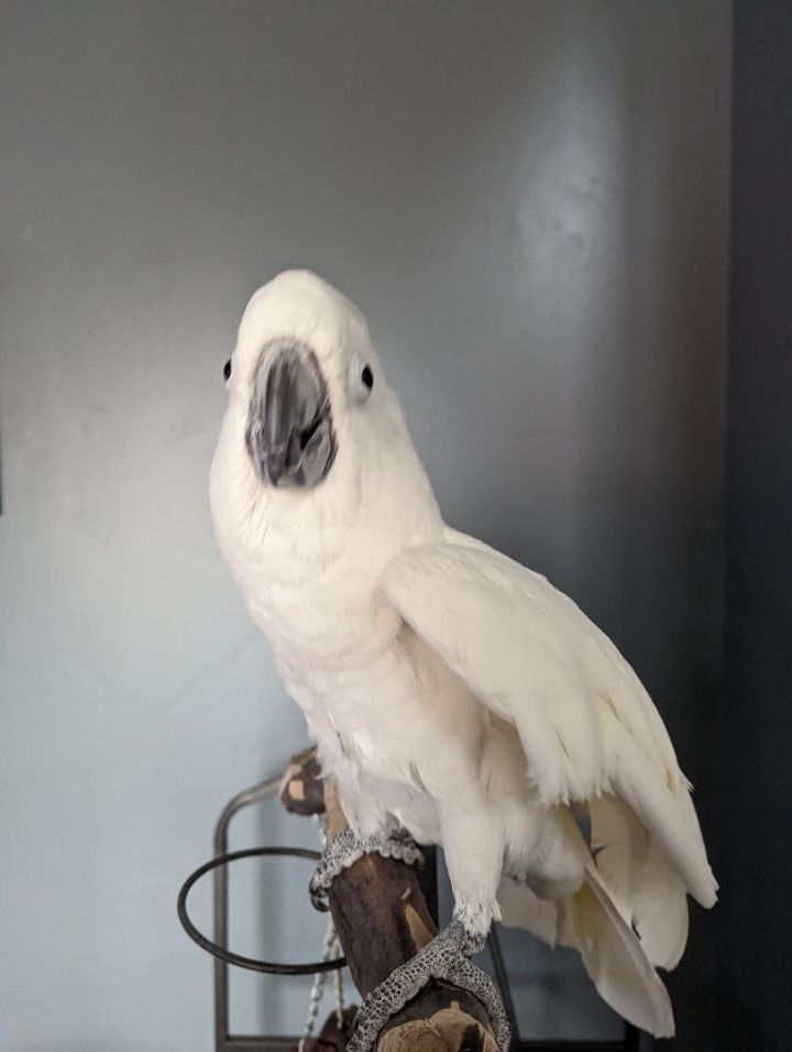Sammy, an adopted Cockatoo in Salt Lake City, UT_image-1
