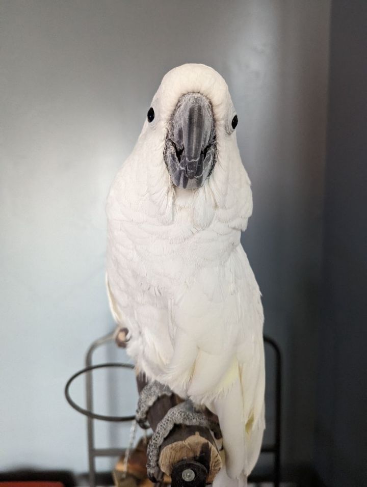 Sammy, an adopted Cockatoo in Salt Lake City, UT_image-2