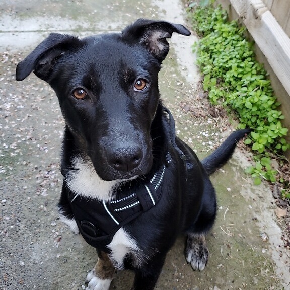 Athena, an adopted German Shepherd Dog Mix in Hanford, CA_image-1