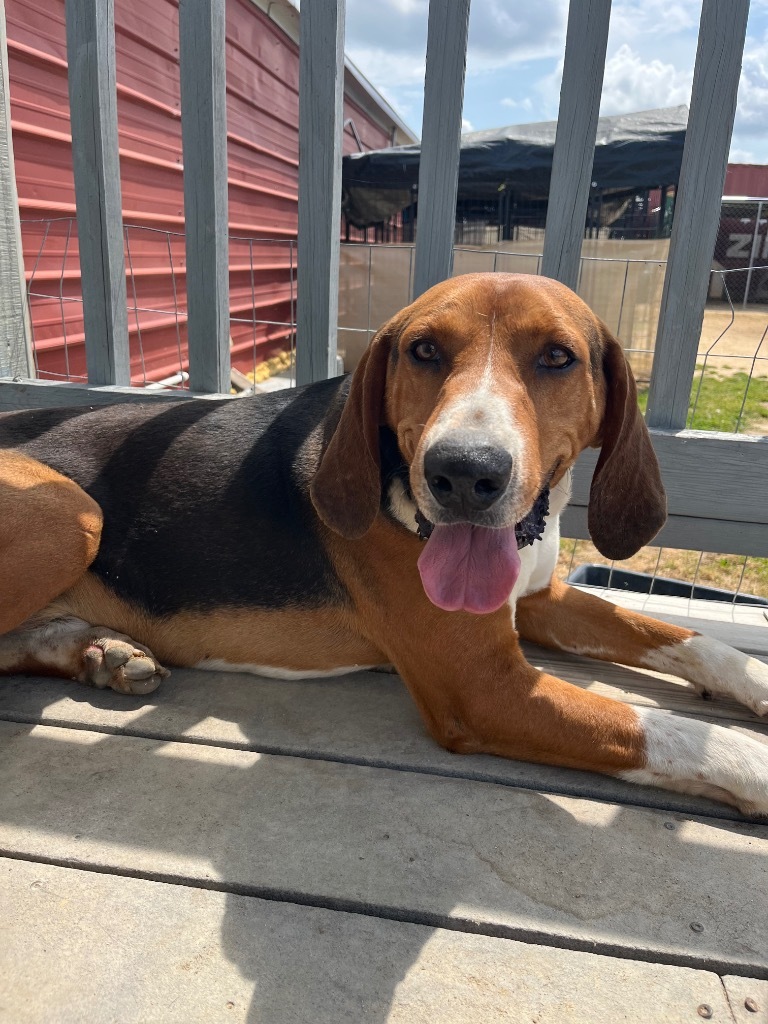 H55, an adoptable Treeing Walker Coonhound in Mullins, SC, 29574 | Photo Image 1