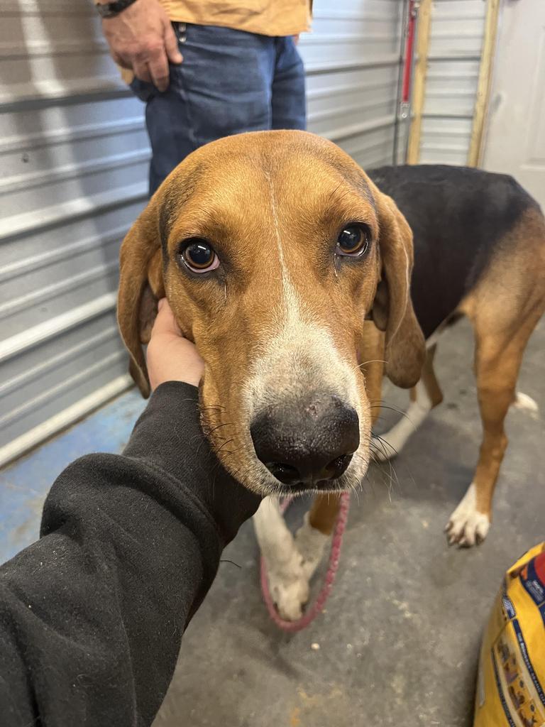 H55, an adoptable Treeing Walker Coonhound in Mullins, SC, 29574 | Photo Image 2