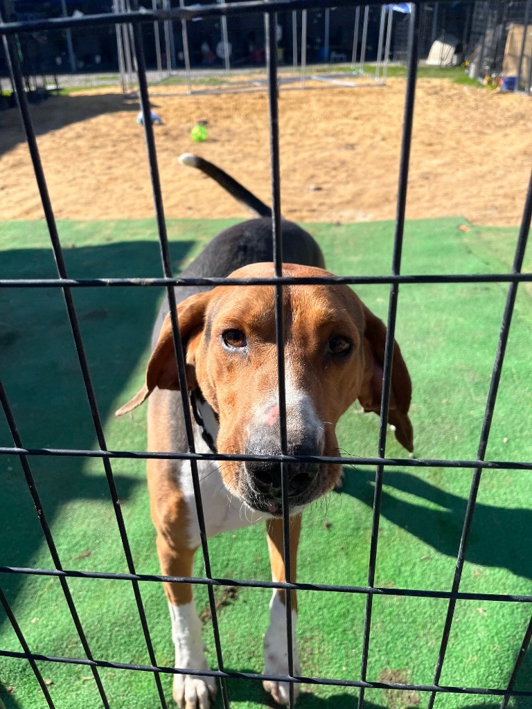 H55, an adoptable Treeing Walker Coonhound in Mullins, SC, 29574 | Photo Image 4