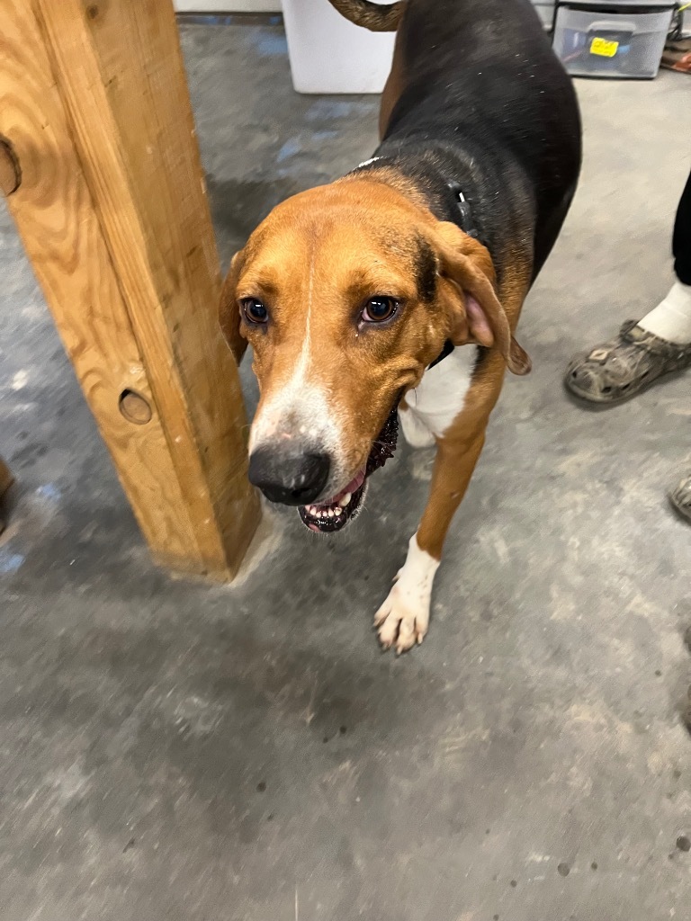 H55, an adoptable Treeing Walker Coonhound in Mullins, SC, 29574 | Photo Image 6