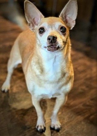 Jack & Copper, an adoptable Chihuahua in West Vancouver, BC, V7V 1J8 | Photo Image 1