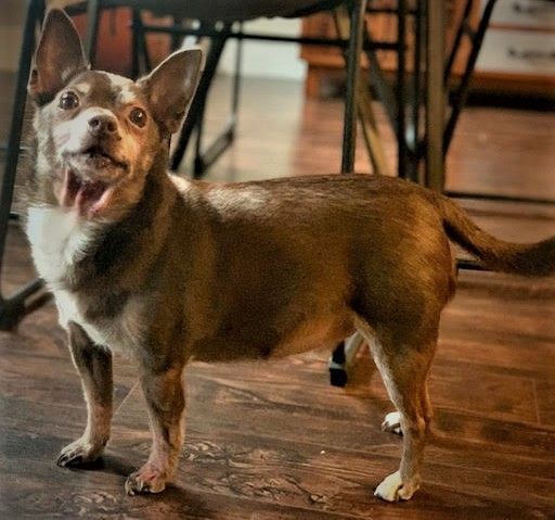 Jack & Copper, an adoptable Chihuahua in West Vancouver, BC, V7V 1J8 | Photo Image 2