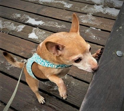 Jack & Copper, an adoptable Chihuahua in West Vancouver, BC, V7V 1J8 | Photo Image 3