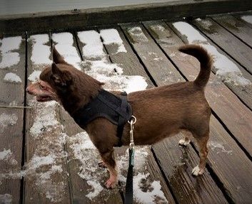 Jack & Copper, an adoptable Chihuahua in West Vancouver, BC, V7V 1J8 | Photo Image 4