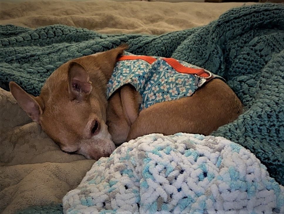 Jack & Copper, an adoptable Chihuahua in West Vancouver, BC, V7V 1J8 | Photo Image 5