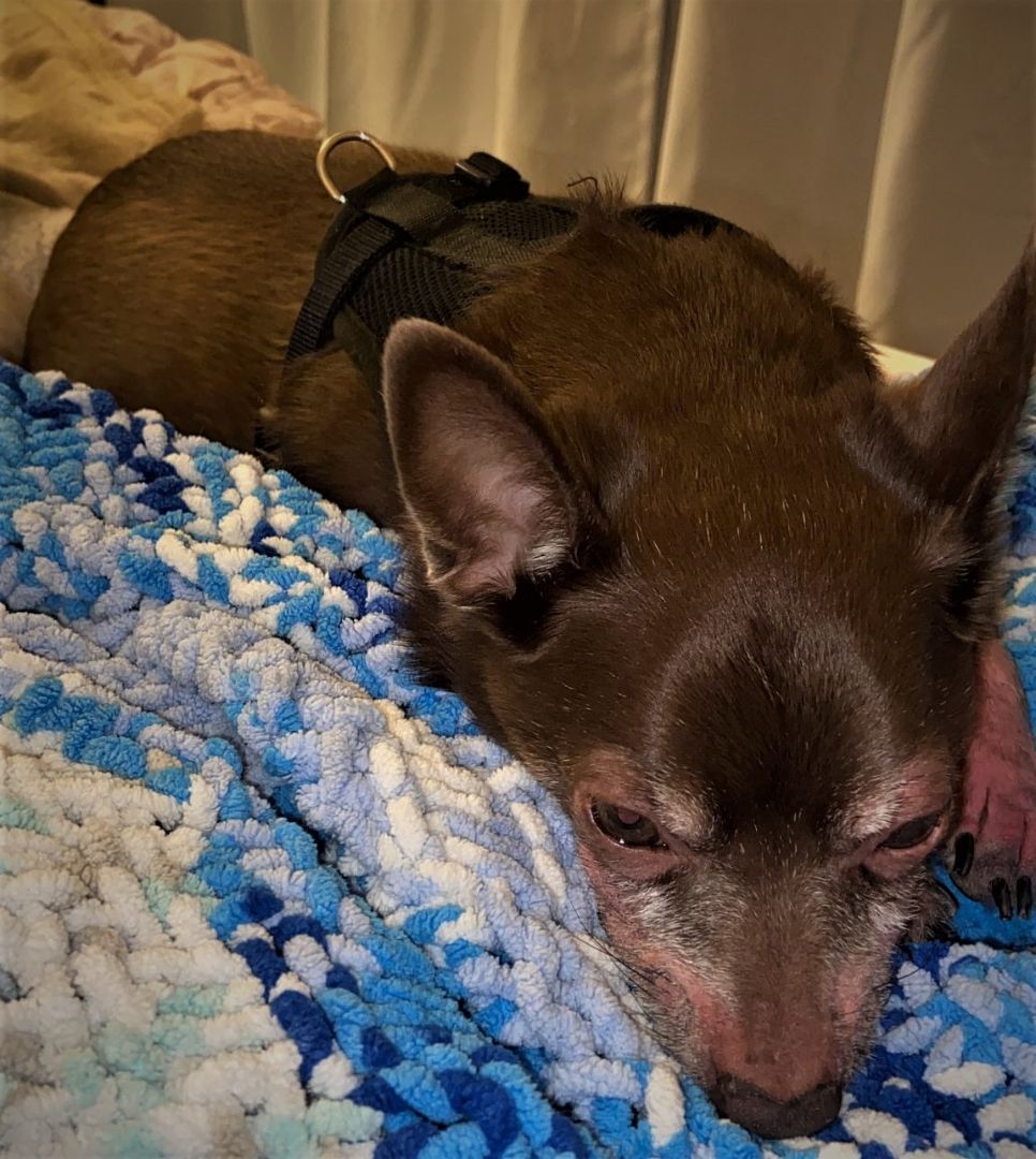 Jack & Copper, an adoptable Chihuahua in West Vancouver, BC, V7V 1J8 | Photo Image 6