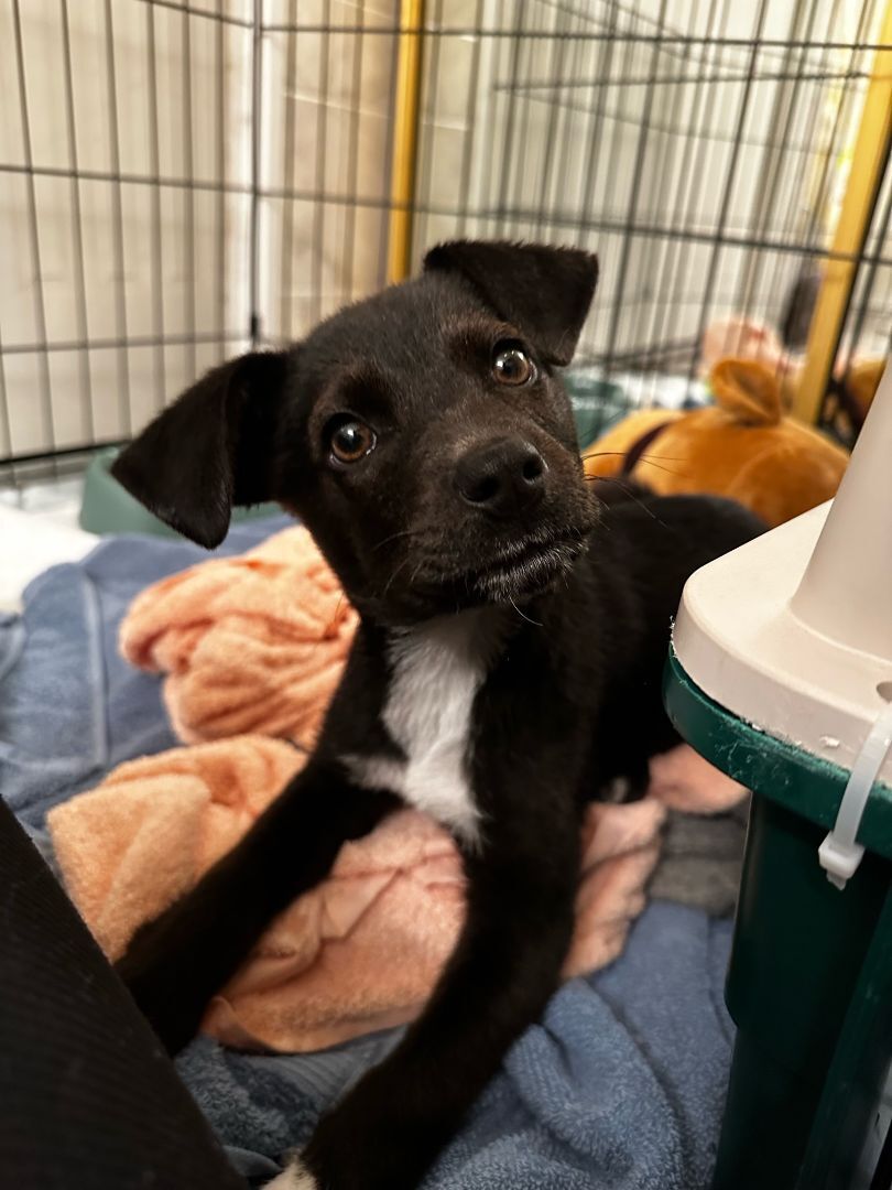Dog for adoption - Eva, a Retriever Mix in Minneapolis, MN | Petfinder
