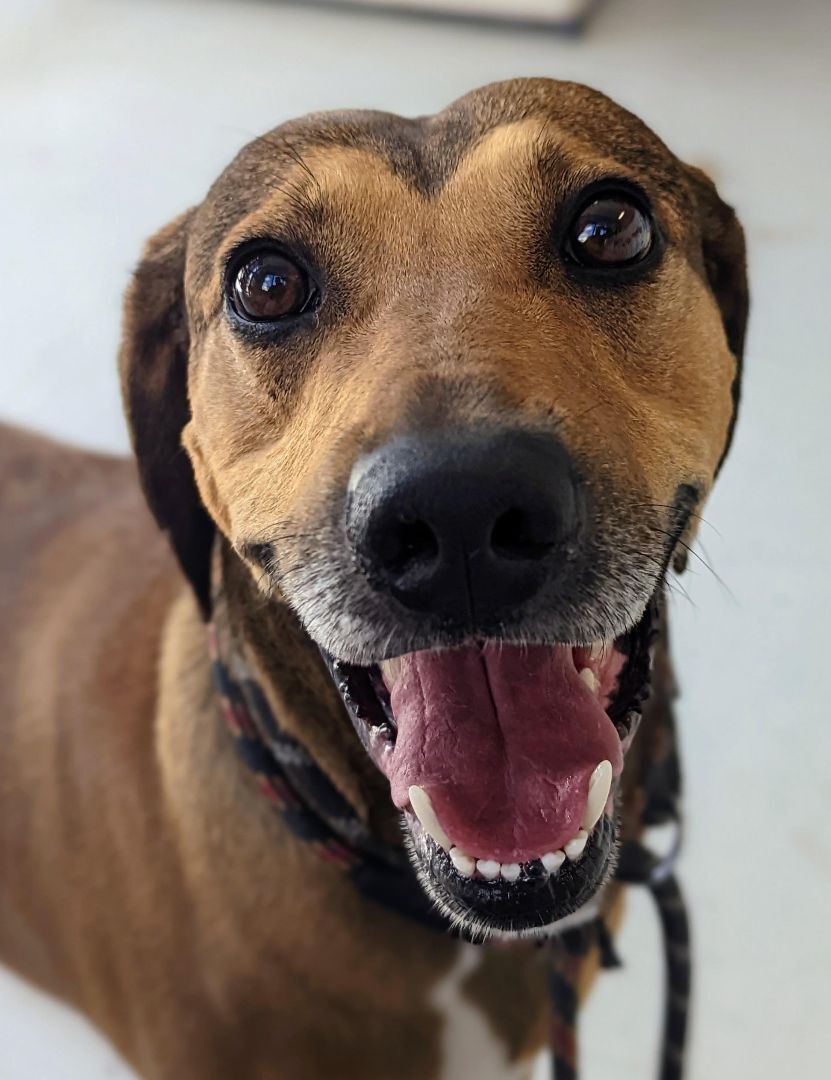 Dog for adoption - Commandant , a Hound & Labrador Retriever Mix in