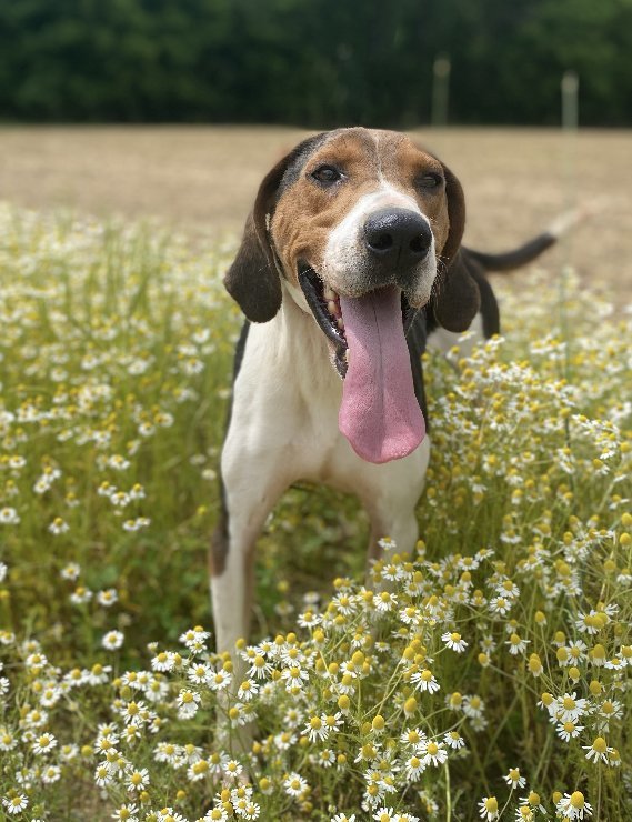 Treeing walker best sale coonhound baying