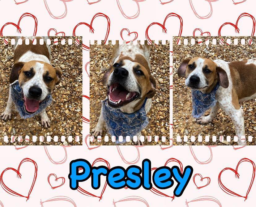 Presley, an adoptable American Bulldog, Boxer in Enterprise, AL, 36330 | Photo Image 3