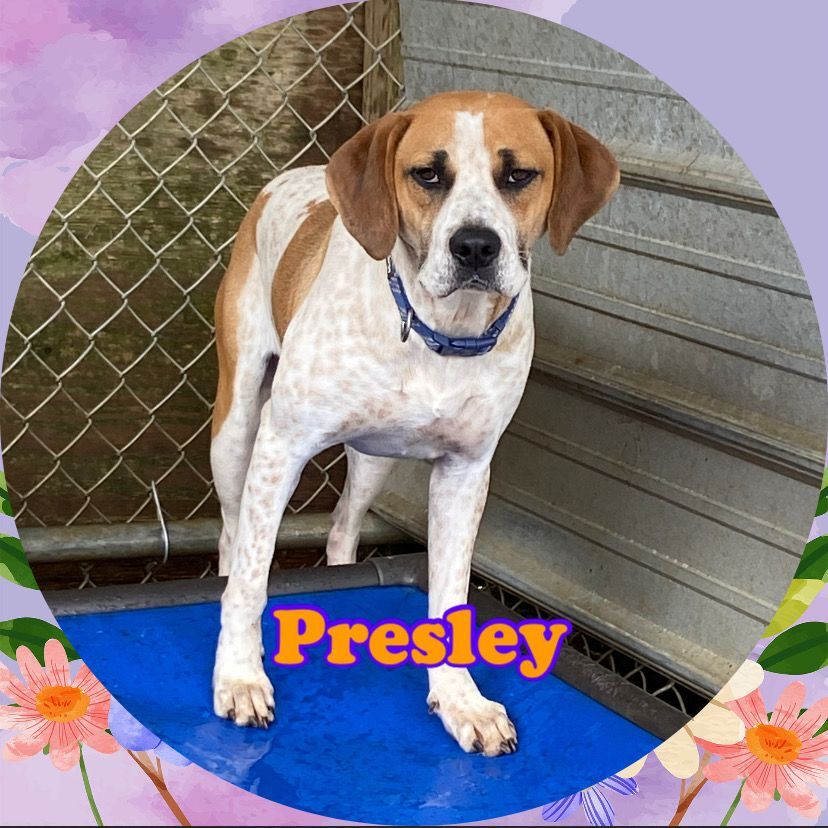Presley, an adoptable American Bulldog, Boxer in Enterprise, AL, 36330 | Photo Image 4