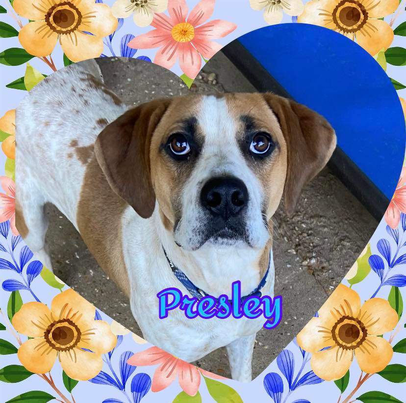 Presley, an adoptable American Bulldog, Boxer in Enterprise, AL, 36330 | Photo Image 1