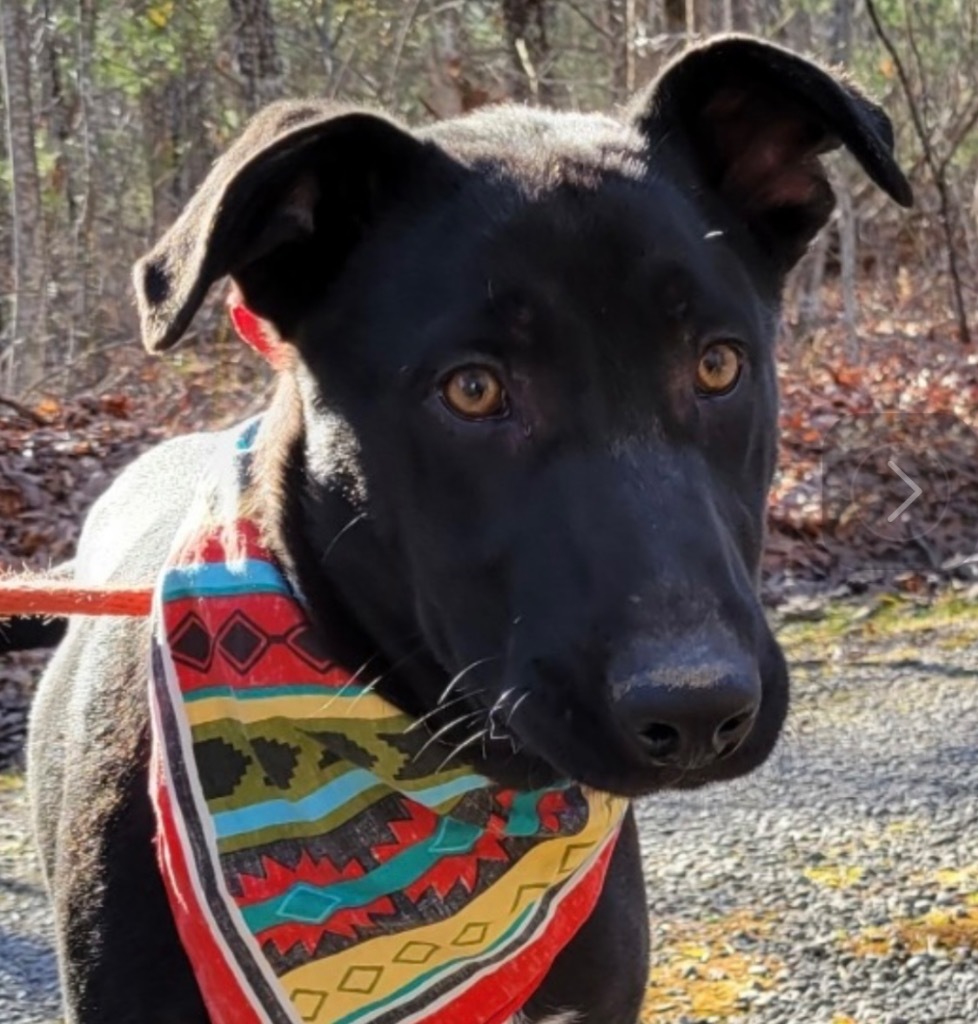 SHADY, an adoptable German Shepherd Dog, Mixed Breed in Crossville, TN, 38557 | Photo Image 1