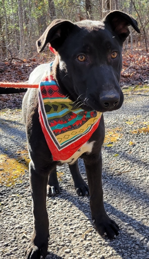 SHADY, an adoptable Labrador Retriever, Mixed Breed in Crossville, TN, 38557 | Photo Image 2