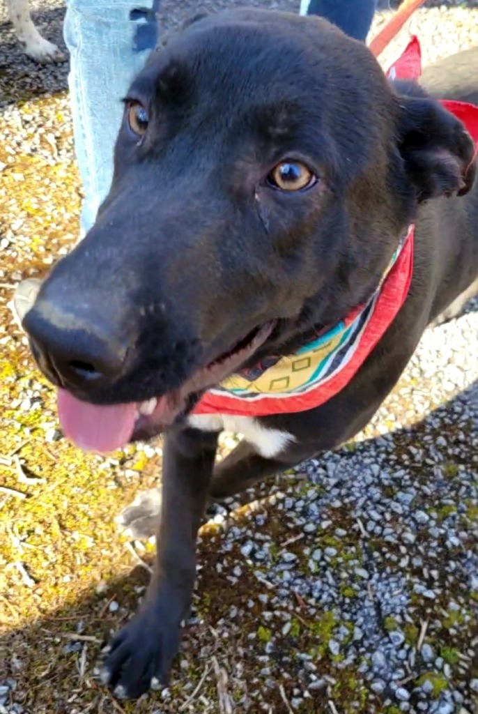 SHADY, an adoptable German Shepherd Dog, Mixed Breed in Crossville, TN, 38557 | Photo Image 3