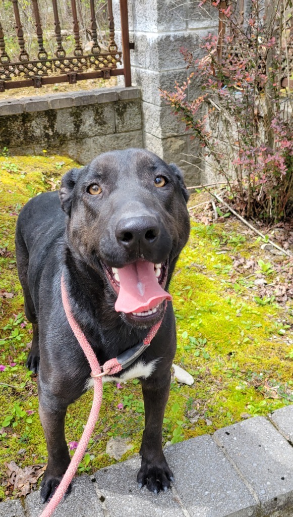 SHADY, an adoptable German Shepherd Dog, Mixed Breed in Crossville, TN, 38557 | Photo Image 4